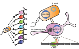 Weeding actinomycete genomes: CRISPR inactivation of common antibiotics leads to new discovery