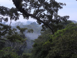 Mapping tree diversity in the Amazon Forest