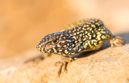Why lizards are so diverse around the Andes