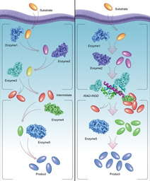Using a novel artificial protein scaffold to streamline metabolic flux: Accurate assembly of intracellular metabolic key nodes