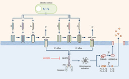 The toolbox of bacteria: the cause of food-poisoning?