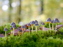 Compiling the global geography of soil fungi