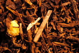 Jumping genes underlie symbiont-mediated defense 