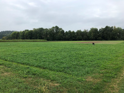 The concealed big players 