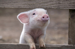 Leadership In Action Project - Why I'm Working with Open Cages