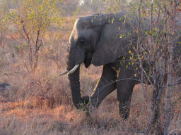 Reconstructing Past Environments: Pitfalls and Future Directions