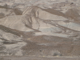 Grassy beginning for earliest Homo