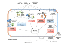 Intracellular Staphylococcus aureus persisters upon antibiotic exposure