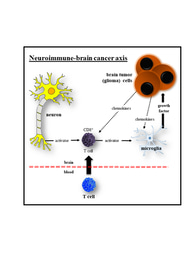 Neurons activate T cells to create a supportive microenvironment for brain tumor formation and growth
