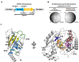 Neutralizing the toxin by kinase, an unusual toxin-antitoxin system from Mycobacterium tuberculosis