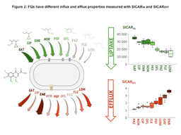 Fluoroquinolones, flux and efflux across bacterial membranes