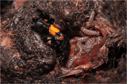 Cooperation and the pace of evolution