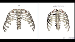 Gallery | Homo erectus versus modern humans frontal breathing mechanics. 