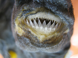 You’re not gonna need a bigger jaw