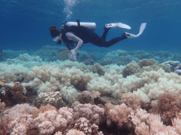 Institutional Navigation for the Common Good