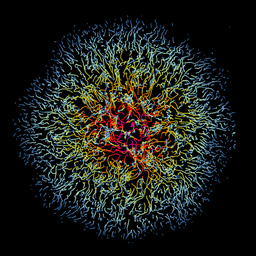 Virus Infection in Motion