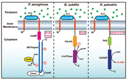 Understanding how bacteria talk to each other using autoinducer-2