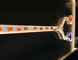 Common host for relaxed exchange of guest ions