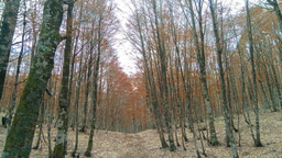 Rethinking Europe’s Forests: Why Tree Species Matter for Climate Cooling