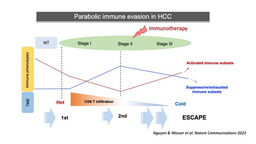 Strategic timing of immune evasion in liver cancer