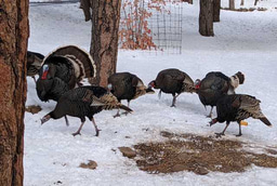 Who should I listen to?