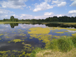 Dams Make Fish Sick: A Journey from Curiosity to Discovery