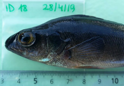 Yay! We got some outlier loci! Now what???