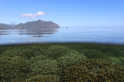Metabolomic signatures of corals in Kaneohe Bay