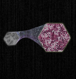 After the Paper | From cutting-edge research to commercialization: transforming histopathology with deep learning-based virtual staining