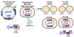 A genetic strategy to combat antibiotic resistance that can spread between bacteria