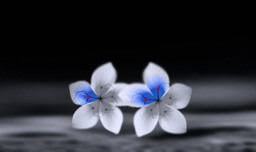 Planar carbon- and nitrogen-based ligands by successive modification of polydentate complexes