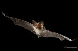 Big Bat Skills Event - online