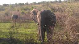 Hello Wildhub, I'm Doug 
