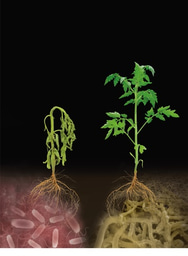 Charting a pathway to plant probiotics 