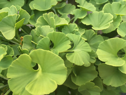 Chemical fingerprints of fossil plants reveal ancient relationships