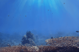Marine heatwaves threaten coastal ecosystems