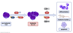 A disease mechanism-driven approach to targeted therapy in Down syndrome associated myeloid leukemia