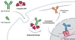 Storming the Citadel: Delivering Antibodies into Cancer Cells