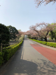 Targeting fungal membrane homeostasis with imidazopyrazoindoles impairs azole resistance and biofilm formation