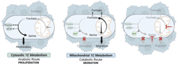 Mitochondrial One-Carbon Metabolism as a Driver of Migration