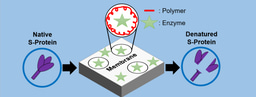 Membrane Mask with Enzyme-Coating for Capture and Deactivation of SARS-CoV-2 Spike Glycoprotein