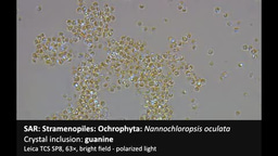 Revisiting biocrystallization: Purine biocrystals are widespread in eukaryotes