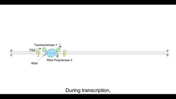 Human DNA topoisomerase I poisoning causes R loop-mediated genome instability attenuated by transcription factor IIS