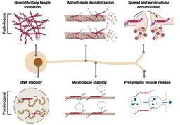 Protein misfolding disturbs cell communications and brain function: the perpetrator tau