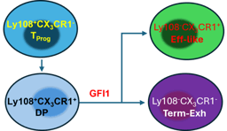 Gfi1, a newcomer to the realm of T cell exhaustion