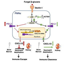 PD-L1 negatively regulates antifungal immunity by inhibiting neutrophil release from bone marrow
