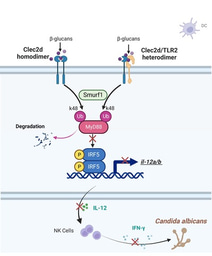 C-type lectin receptor 2d forms homodimers and heterodimers with TLR2 to negatively regulate IRF5-mediated antifungal immunity