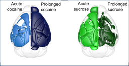 Whole brain profiling of cocaine and sucrose processing in mice