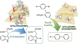 Biohybrid Nanocatalysts Unlock Efficient C–C Bond Chemistry