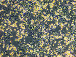 Everything I Learned from my 6 Week Research Project